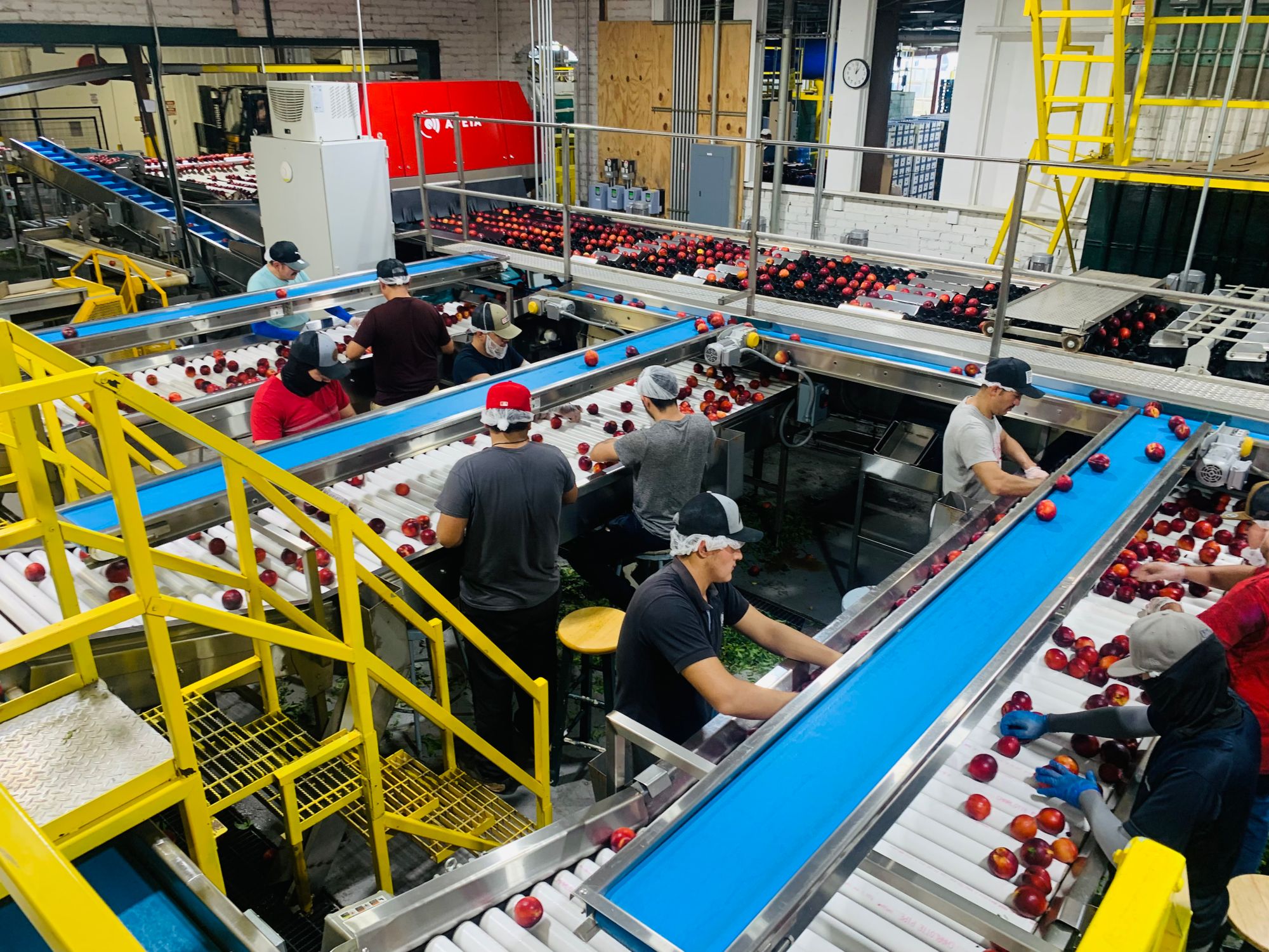 A crew working a busy produce packing line, seen from a raised walkway